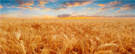 百农307小麦产量如何（百农307小麦产量表现）