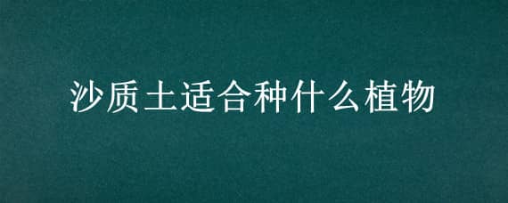 沙质土适合种什么植物 沙质土适合种什么植物好