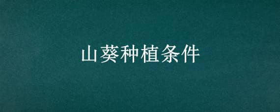 山葵种植条件 山葵种植条件及成本