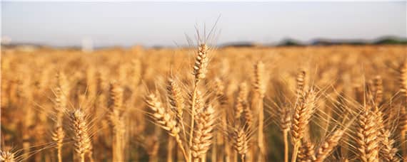小麦种植过程步骤（小麦种植过程步骤图简笔画）