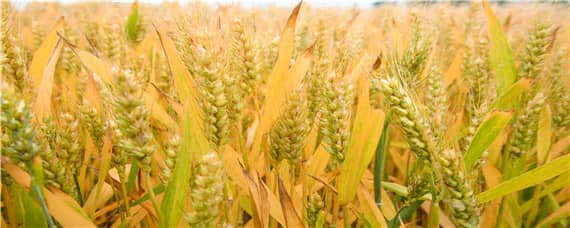 4199小麦品种介绍 418小麦品种介绍