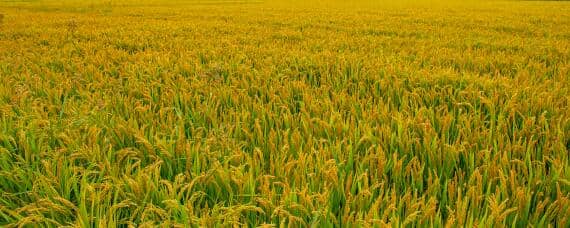 稻谷种植过程以及丰收 稻谷种植的过程