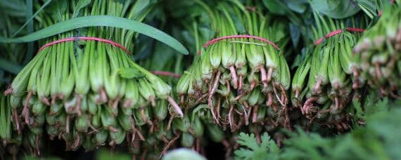 菠菜种植间距