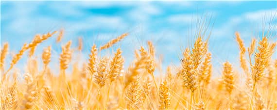 西农20小麦品种介绍 西农20小麦品种介绍价格