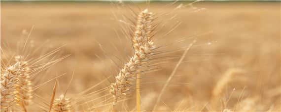 中麦23小麦品种介绍（中麦23小麦品种是哪家公司）