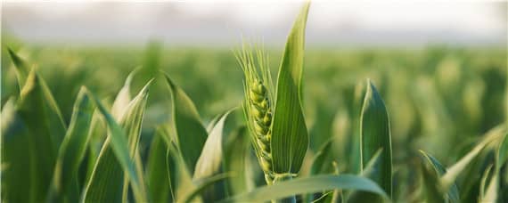 济麦55小麦品种介绍 济麦26小麦品种