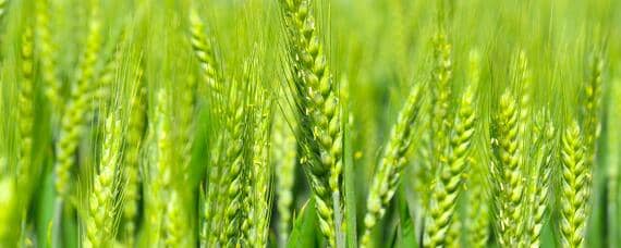 众麦998小麦品种介绍 小麦品种中麦998
