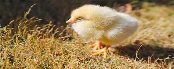 小鸡孵化过程 小鸡孵化过程图