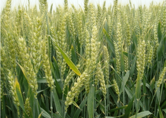 稻套麦如何种植，科学管理方法是什么