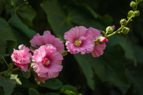 蜀葵花花语是什么，有什么寓意（蜀葵花花语及传说）