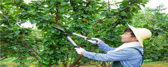 澳洲坚果树修剪技术 澳洲坚果挂果树如何修剪