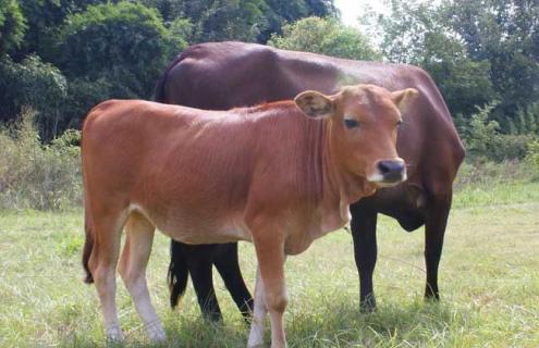 鲁西黄牛的生长周期