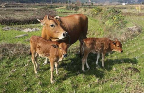 母牛不孕症的治疗方法 母牛屡配不孕治疗方案