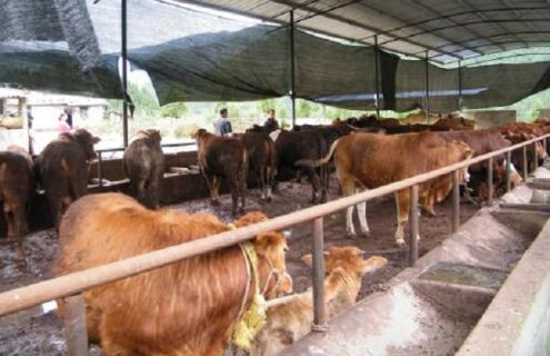 牛传染性鼻气管炎的诊断和防治措施 对牛传染性鼻气管炎的患牛,最好的处置措施是