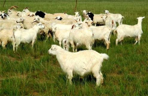 养羊避免近亲繁殖的方法 羊近亲繁殖的优缺点