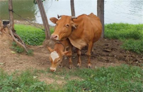 母牛常见流产原因 母牛出现流产现象该怎么办