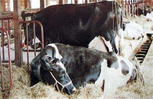 母牛产后瘫痪的原因及防治方法 牛产后瘫痪预防