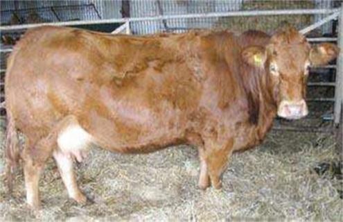 母牛妊娠期的饲养管理技术 妊娠母牛的饲养方法