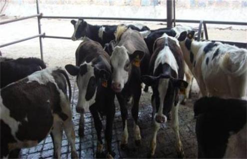 怎么提高犊牛存活率 提高犊牛成活率的管理措施有哪些