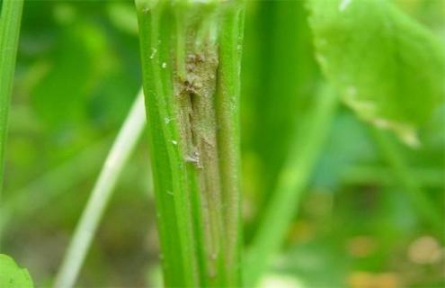 如何防治芹菜叶柄开裂（芹菜烂叶子是什么病）