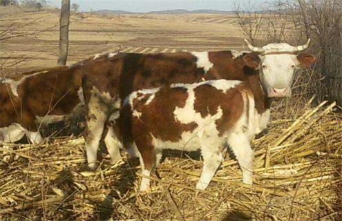 母牛带犊繁育技术 人工繁殖牛犊