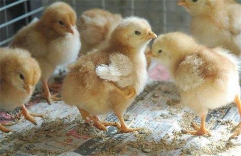 如何提高雏鸡成活率 如何提高雏鸡成活率?
