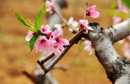 桃树 花期 可以浇水吗