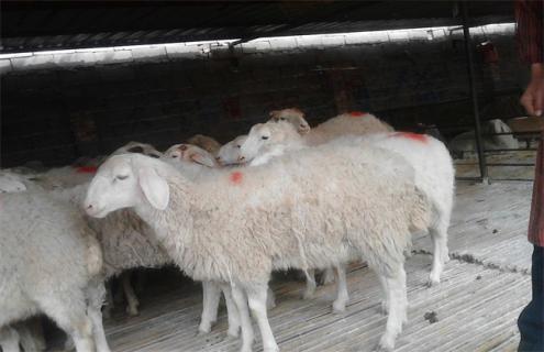 养10只母羊一年的利润（养二十只母羊成本和利润）
