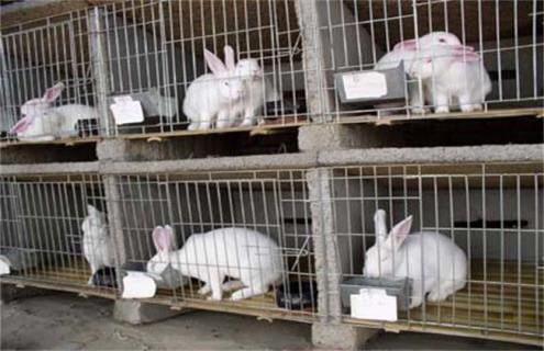2万元 养多少兔子 养殖成本