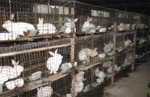 2万元 养多少兔子 养殖成本