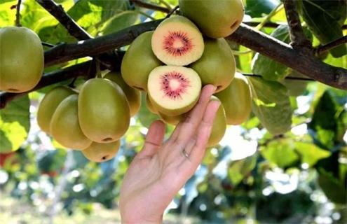 种植10亩红心猕猴桃需投资多少 红心猕猴桃亩产多少斤