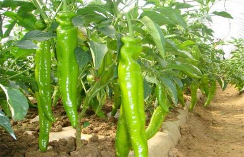种植10亩辣椒 成本 利润 风险