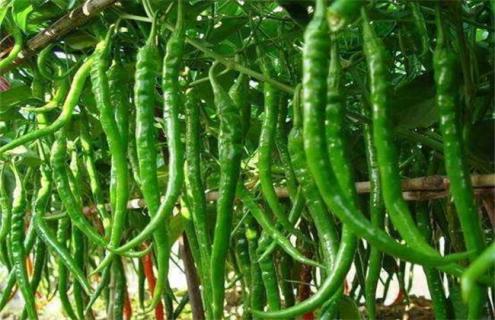 种植10亩辣椒 成本 利润 风险