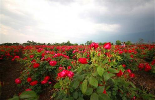 种一亩玫瑰花 利润 成本 风险