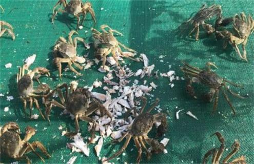 养一亩螃蟹 成本 利润