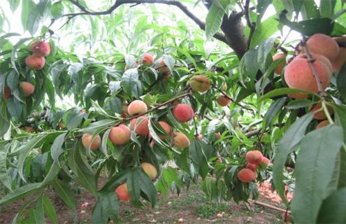 10亩桃树一年 利润 成本