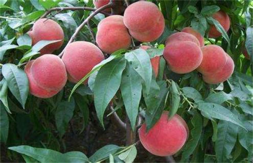 10亩桃树一年 利润 成本