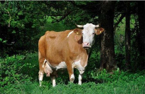 母牛流产防治措施 母牛布病预防流产的方法