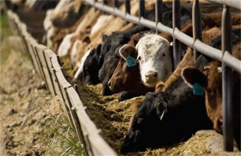 夏季牛采食量减少该怎么解决 牛采食量减少怎么办