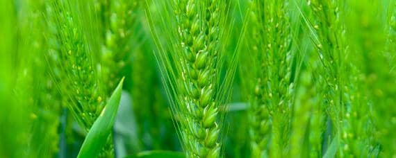 小麦种植过程记录 小麦种植过程记录怎么写