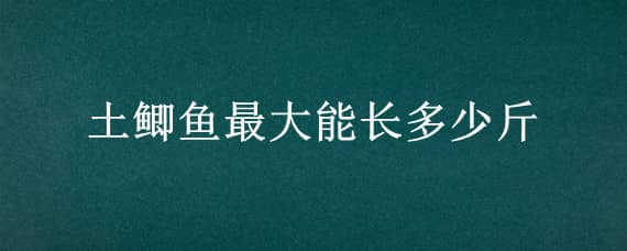 土鲫鱼最大能长多少斤