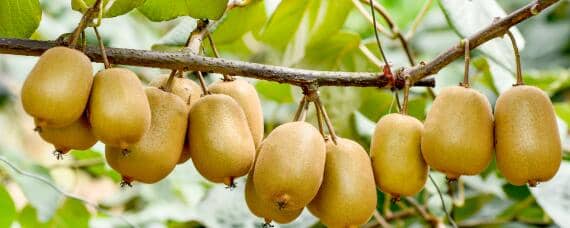 猕猴桃种植条件与气候 猕猴桃种植的气候条件