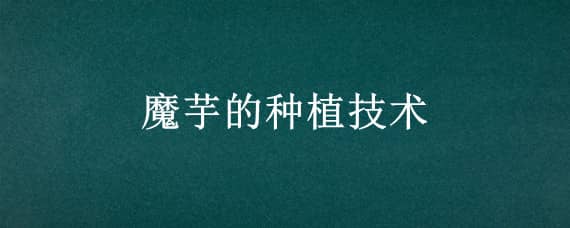 魔芋的种植技术 魔芋的种植技术 魔芋怎么种