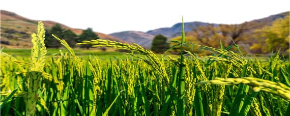 水稻的营养物质主要储存在 水稻的营养物质主要储存在胚乳还是子叶