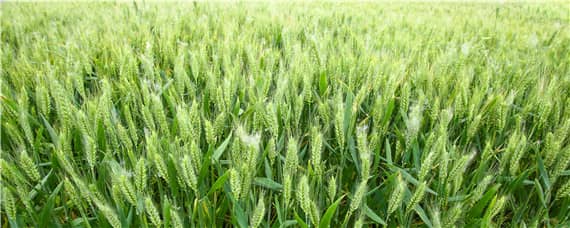 小麦灌浆期磷酸二氢钾的用量（小麦什么时期喷施磷酸二氢钾最佳）