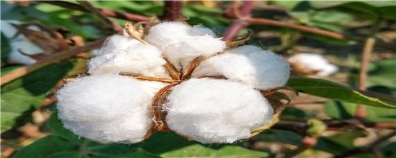 棉花栽培技术要点 棉花栽培关键技术问答