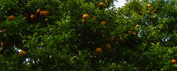 柑橘园杂草如何防控 柑橘园杂草最好防治方法