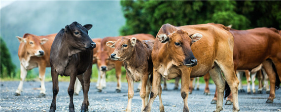 牛有哪四个胃分别在哪里 牛一般有四个胃其中真正的位置