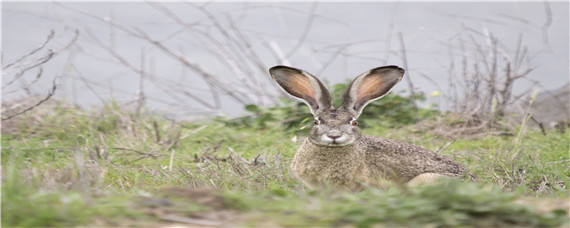 野兔的活动范围和生活规律 野兔的活动范围和活动时间