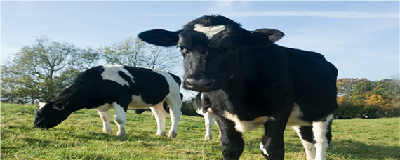 繁殖母牛不要超过多少年 一头繁殖母牛能繁殖多少年